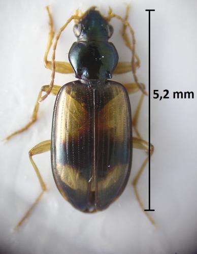 Réf. 213 761 : Bembidion hummleri